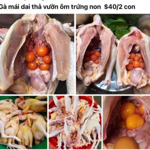 Ga mai dai tươi thả vườn ôm trứng non