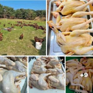 Gà mái Tơ dầu thả vườn Houston/(1 con 4lb-4.5 lb )