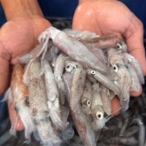 Mực ống mini tươi