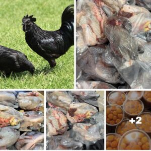 Gà đen-Gà h’mông