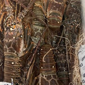 Tôm hùm bông Florida