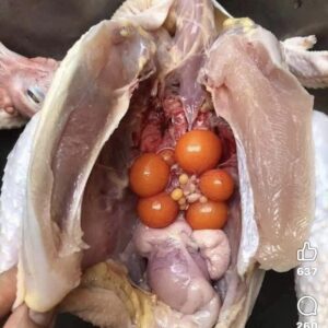 Gà mái dầu tơ đi bộ ôm trứng non